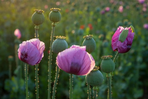 Blue poppy (Papaver somniferum) in a field near Callenberg, Saxony, Germany, Europe