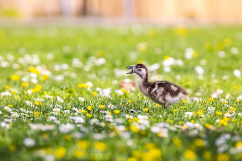 Chicks of the Nile Goose (Alopochen aegyptiaca) freshly hatched, park in spring with spring flowers