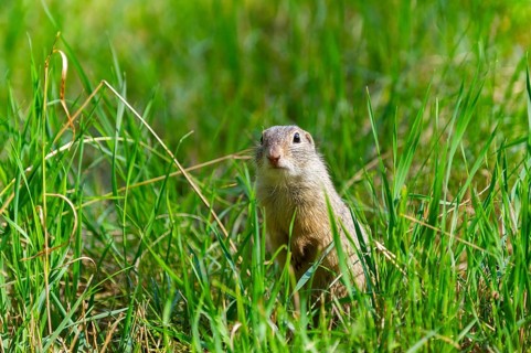 European ground squirrel (Spermophilus citellus) on a meadwo, Bavaria, Germany, Europe