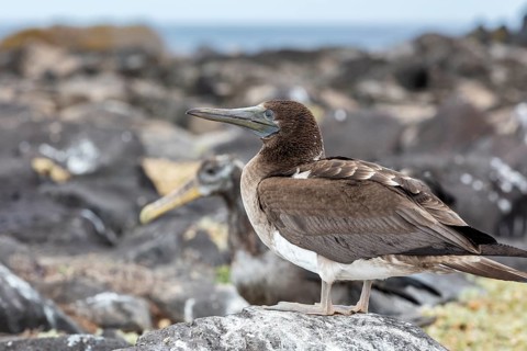 White-bellied booby (Sula leucogaster), Galapagos, Ecuador, South America