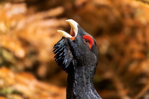 A bird with a red crest and open beak in a brown environment, capercaillie, cock (Tetrao