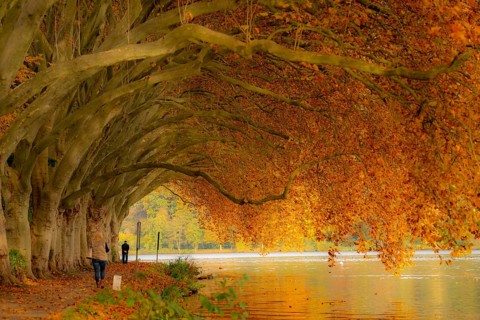 Platanen Allee, lakeside path on Lake Baldeney, near Haus Scheppen, in Essen, autumn, North