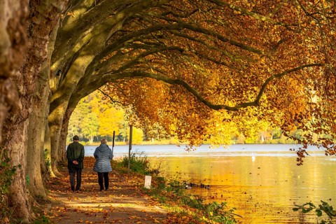 Platanen Allee, lakeside path on Lake Baldeney, near Haus Scheppen, in Essen, autumn, North