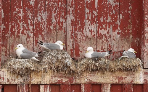 Kittiwake (Rissa tridactyla) on the nest on a building in Vardö on the island of Vardoya in the