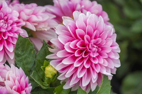 Dahlia (Dahlia), North Rhine-Westphalia, Germany, Europe