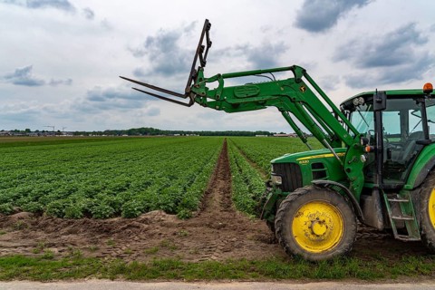 Potato field, potato ridges, early potatoes, 6 weeks after planting, just over 3 weeks to harvest,