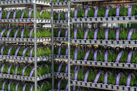 Horticultural company, lavender plants, in flower pots, outdoors, are packed for transport to the