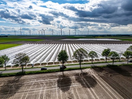Agriculture, large areas with foil tunnel, for the cultivation of strawberries, freshly cultivated