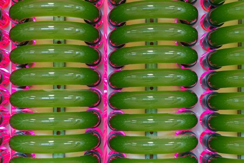 PUEVIT GmbH produces the most efficient photobioreactors for the cultivation of microalgae. The aim