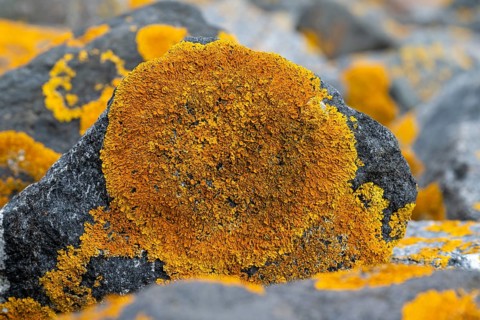 Stones with common orange lichen (Xanthoria parietina), East Frisia, Lower Saxony, Germany, Europe