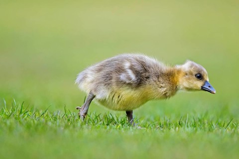 Greylag goose, graylag goose (Anser anser) cute gosling walking over grassland in spring