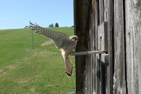 Kestrel (Falco tinnunculus) female lands at the breeding site in a field barn, Allgäu, Bavaria,