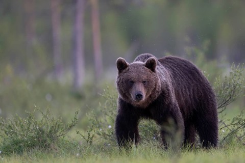 Brown bear (Ursus arctos) in the Finnish taiga, Kuusamo, Finland, Europe