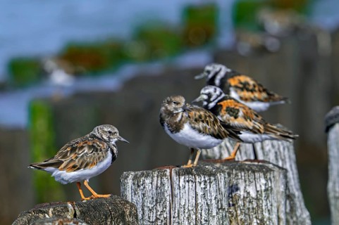 Ruddy turnstones (Arenaria interpres) two juveniles and adults in breeding plumage resting on