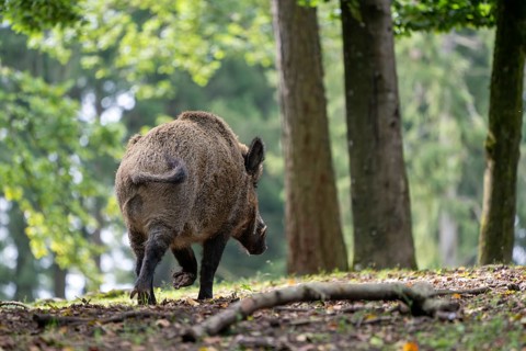 Wild boar (Sus scrofa), boar, Vulkaneifel, Rhineland-Palatinate, Germany, Europe