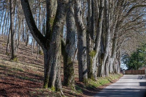 Leafless lime tree avenue (Tilia) in front of the Wülzburg, Weißenburg, Middle Franconia, m