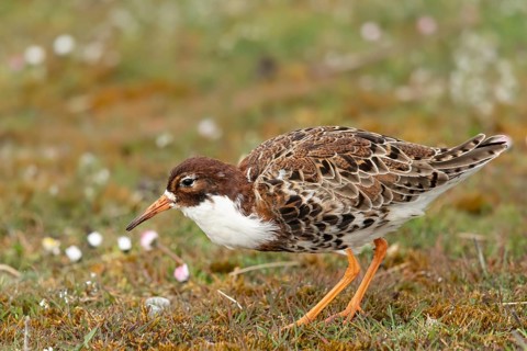 Ruff (Calidris pugnax) male, Oeland, Sweden, Europe