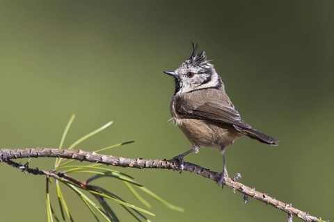 European Crested Tit (Lophophanes cristatus), Portugal, Europe