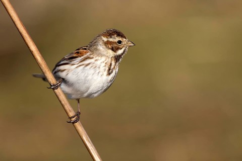 Common Reed Bunting (Emberiza schoeniclus) female, Castile-La Mancha, Spain, Europe