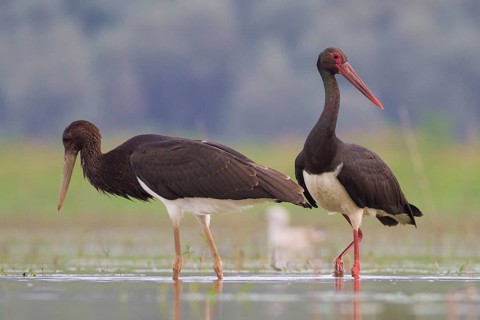 Black Stork (Ciconia nigra) foraging, Tiszaalpár, Hungary, Europe