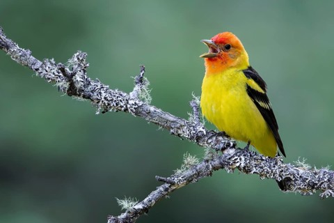 Western Tanager (Piranga ludoviciana) perched on a branch in Victoria, BC, Canada, North America