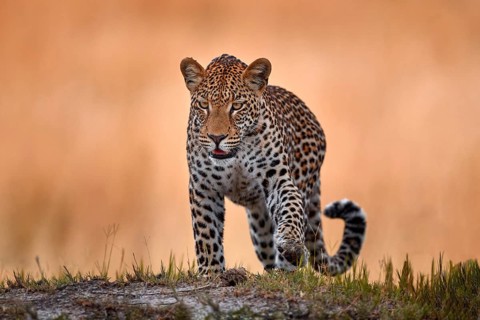 Leopard golden grass sunset, South Lunagwa, Zambia, Africa. Big spotted cat in the wild nature.