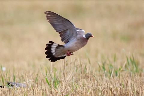 Common Wood Pigeon (Columba palumbus) flying, North Rhine-Westphalia, Germany, Europe