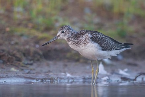 Common Greenshank (Tringa nebularia), North Rhine-Westphalia, Germany, Europe