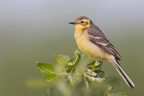 Citrine Wagtail - Zitronenstelze - Motacilla citreola ssp. citreola, Russia, Europe