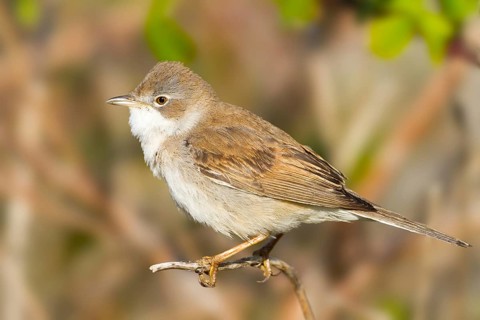 Common Whitethroat (Sylvia communis), Baden-Wuerttemberg, Germany, Europe