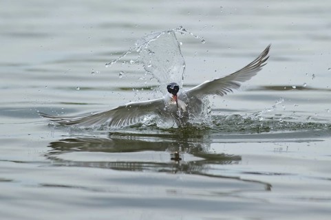 Common Tern (Sterna hirundo) flying, Lower Saxony, Germany, Europe