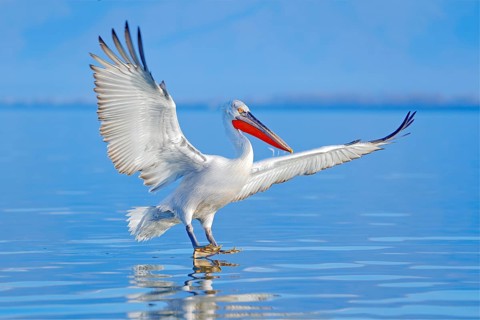 Dalmatian pelican, Pelecanus crispus, landing in Lake Kerkini, Greece. Pelican with open wings.