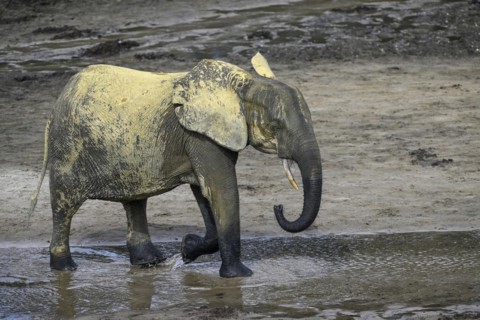 African forest elephants (Loxodonta cyclotis) in the Dzanga Bai forest clearing, Dzanga-Ndoki