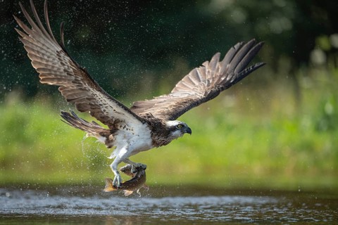 Western osprey (Pandion haliaetus) hunting, Aviemore, Scotland, Great Britain