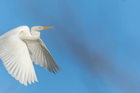 Great egret (Ardea alba) in flight in the sky, Bas-Rhin, Alsace, Grand Est, France, Europe