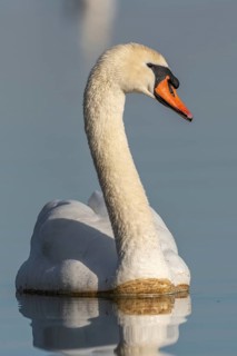 Mute swan (Cygnus olor) swimming on the water of a lake, Bas-Rhin, Alsace, Grand Est, France,