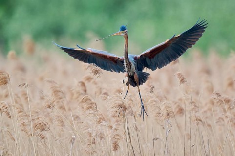 Purple heron (Ardea purpurea) in flight, Baden-Württemberg, Germany, Europe