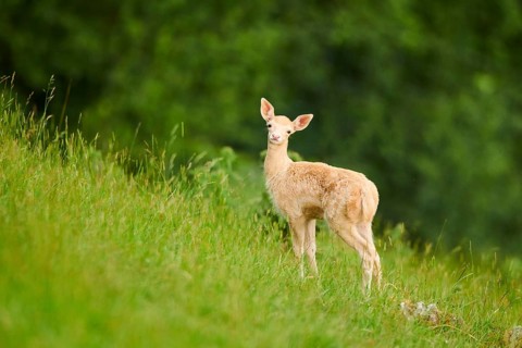 European fallow deer (Dama dama) fawn standing on a meadow, tirol, Kitzbühel, Wildpark Aurach,