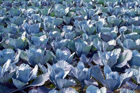 Red cabbage, red cabbage, blue cabbage, blue cabbage, winter vegetables growing in a field, Hegau,