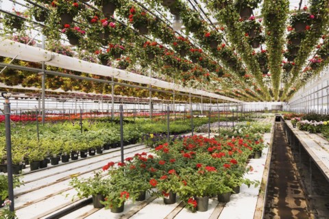 Red Pelargonium, Geranium flowers in hanging baskets plus mixed flowering plants in containers