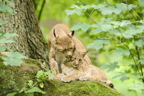 Eurasian lynx (Lynx lynx) mother with her youngsters in a forest, Bavaria, Germany, Europe