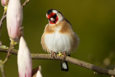 European goldfinch (Carduelis carduelis) adult bird in a flowering garden Magnolia tree in the