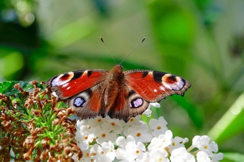 Peacock butterfly (Inachis io), September, Mecklenburg-Western Pomerania, Germany, Europe