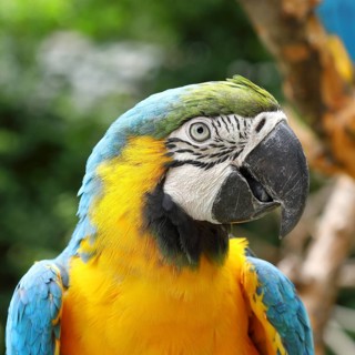 Yellow-breasted Macaw (Ara ararauna), animal portrait, occurrence South America, captive, Hesse,