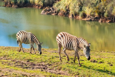 Two zebras are grazing on a grassy hillside by a river. The scene is peaceful and serene, with the