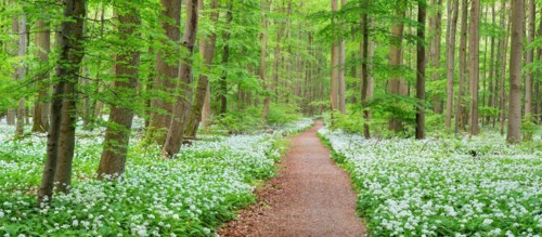 Panorama, hiking trail through the ramson (Allium ursinum) in the beech forest, Hainich National