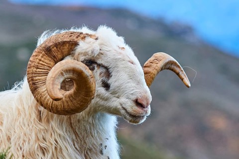 Close-up of a ram with impressive horns, near the Kallikratis Gorge, Lefka Ori, White Mountains,