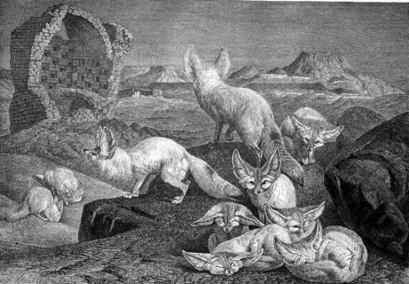 Desert foxes in the night, Fennek, Vulpes zerda, Historical, digitally restored reproduction from a