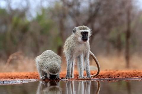 Vervet Monkey (Chlorocebus pygerythrus), adult, two animals, drinking, at the water, Kruger