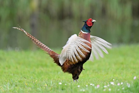 Pheasant (Phasianus colchicus), male, mating, flapping wings, fluttering, Texel, North Holland,